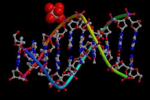 Dvojitá šroubovice DNA - určit konkrétní účel jednotlivých genetických kombinací je nemožné.