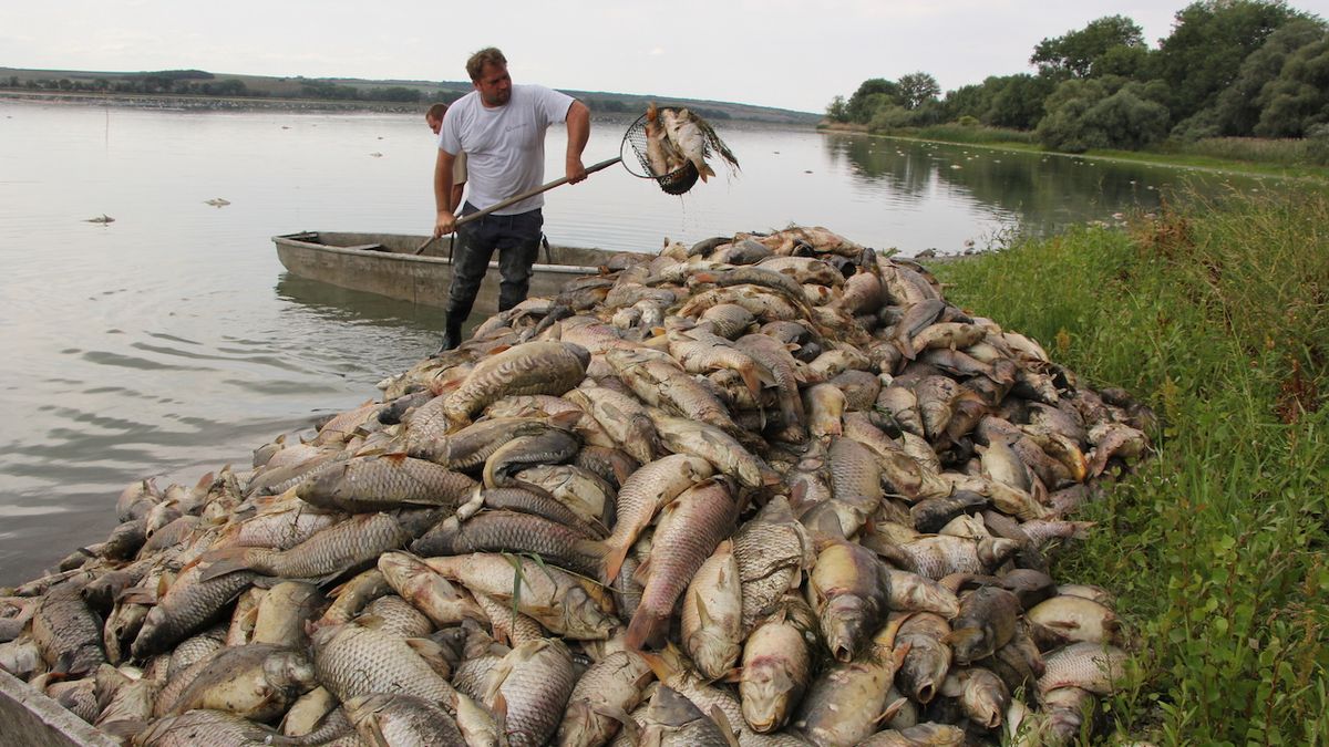 Rybáři odklízejí uhynulé ryby