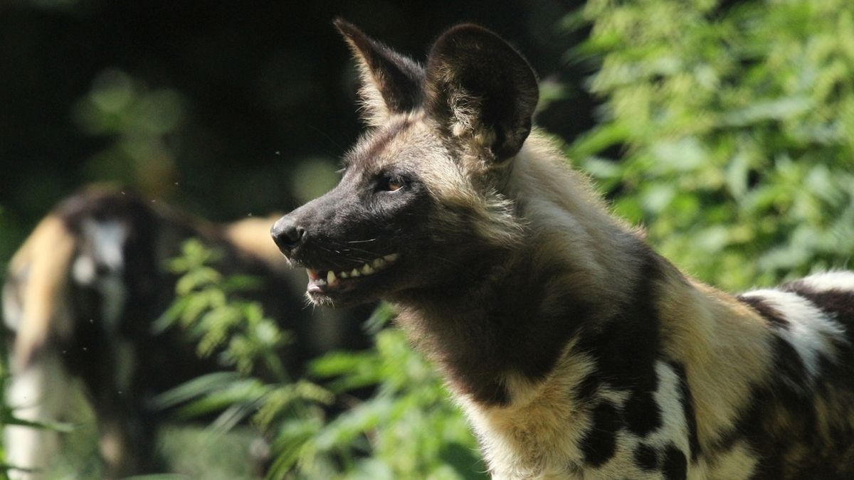 Pes hyenový. Ilustrační foto.
