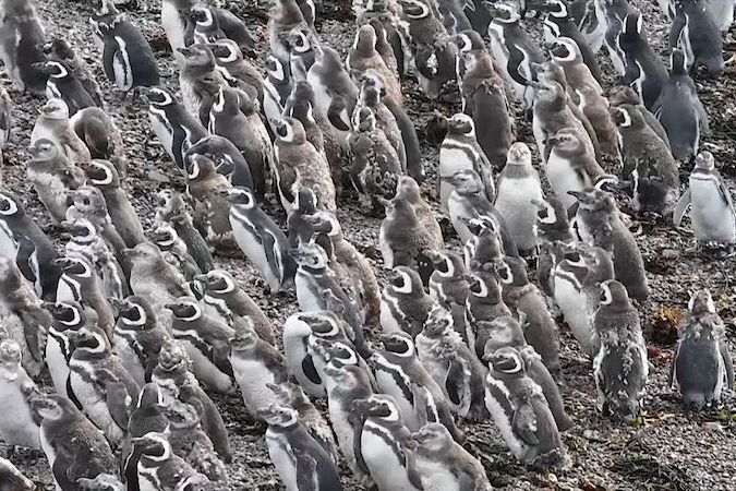 BEZ KOMENTÁŘE: Tučňáci se připravují na dlouhou cestu