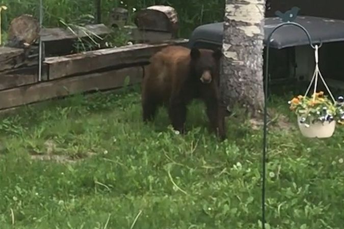 Medvěd akrobaticky ukradl krmítko pro ptáky