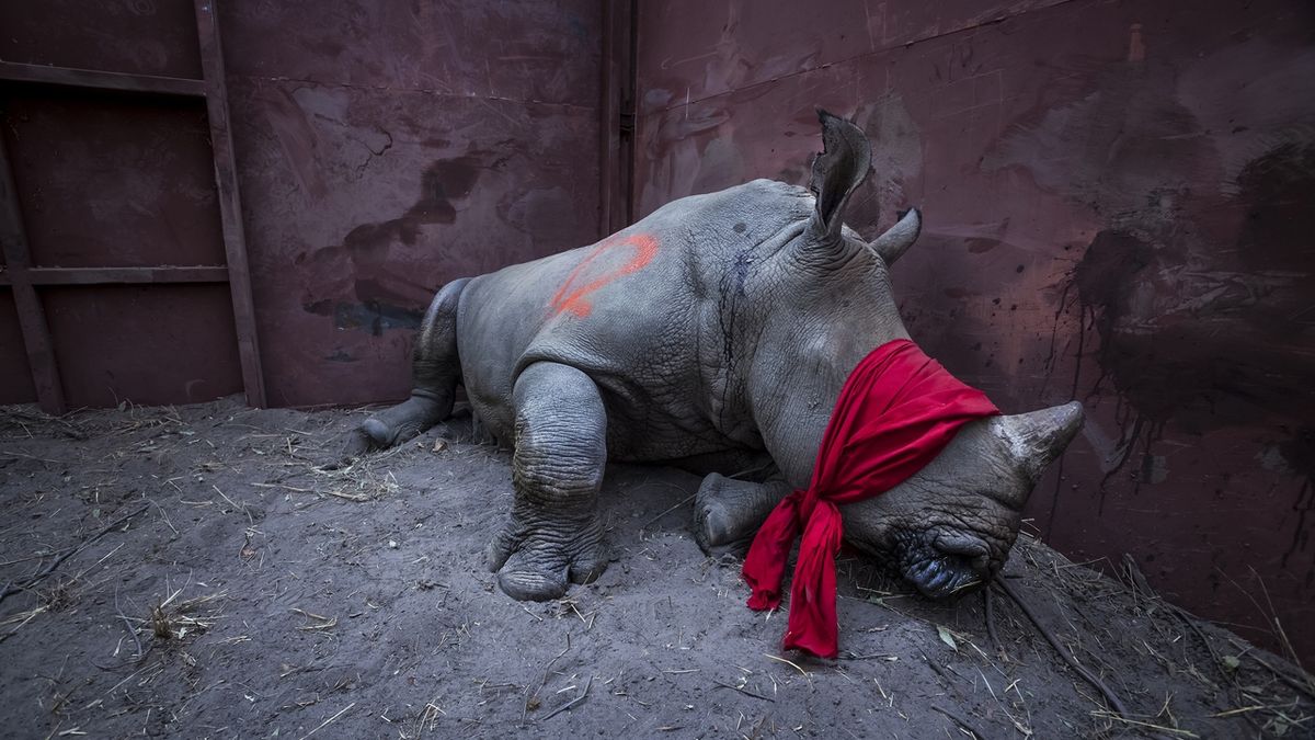 První cena v kategorii Životní prostředí. Autor Neil Alridge. Na snímku nosorožec před vypuštěním v Botswaně