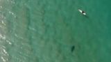 Surfaře před žralokem zachránil dron
