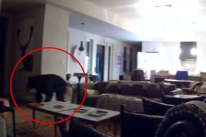 BEZ KOMENTÁŘE: Medvěd se vloupal do domu a vlezl do lednice