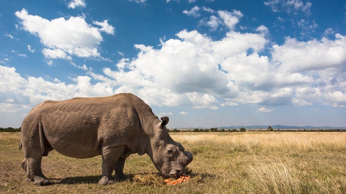 Nosorožčí samec Súdán na archivním snímku
