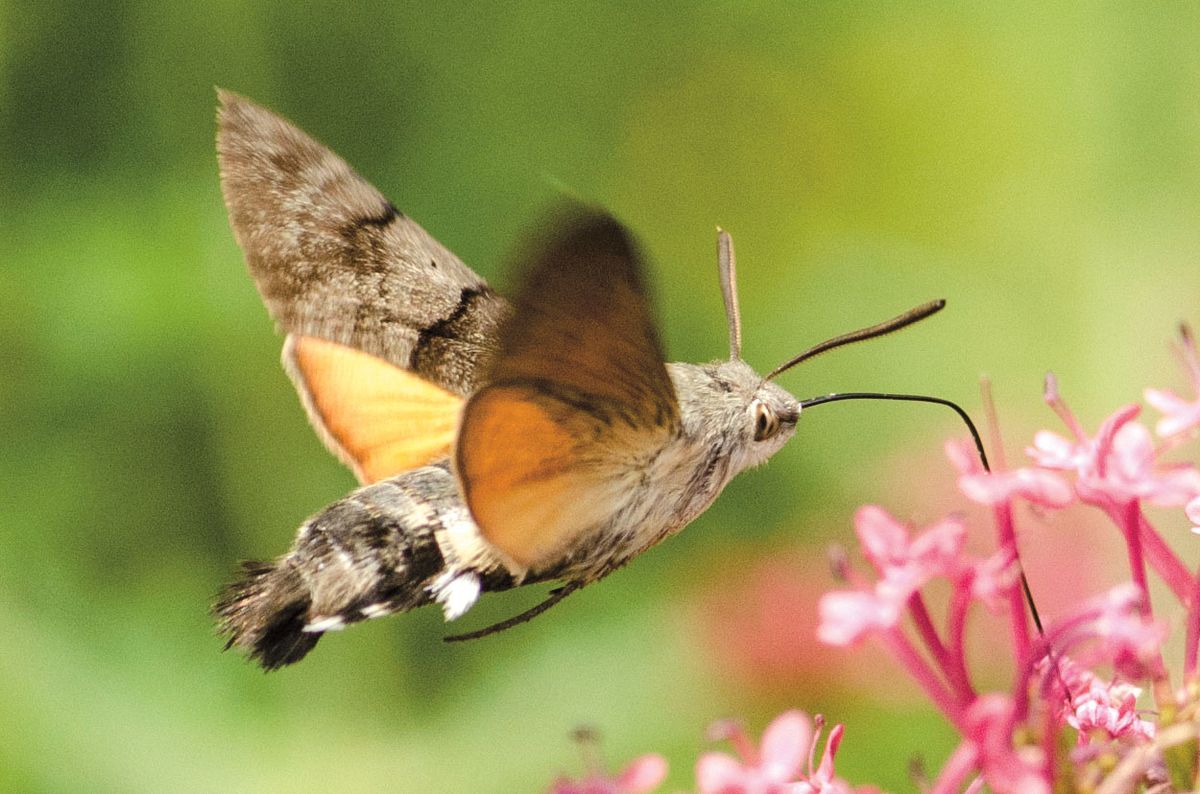 Dlouhozobka svízelová je jedním z motýlů, kteří zajišťují opylení rostlinám vydávajícím vůni navečer a v noci.