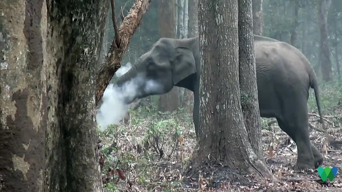 Slonice pojídala uhlí a vyfukovala kouř.
