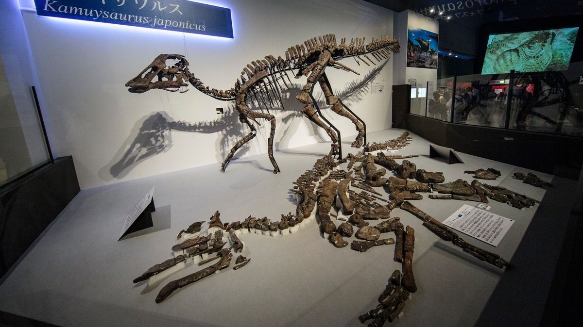 Nahoře stojí replika druhu Kamuysaurus japonicus, na zemi leží skutečná téměř kompletní zkamenělá kostra. Snímek je z výstavy v japonském Tokiu.