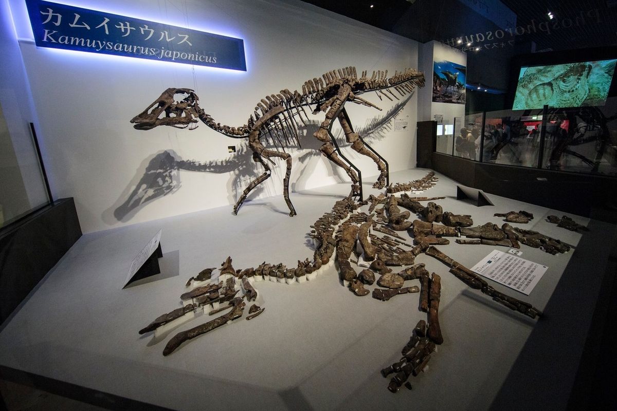 Nahoře stojí replika druhu Kamuysaurus japonicus, na zemi leží skutečná téměř kompletní zkamenělá kostra. Snímek je z výstavy v japonském Tokiu.