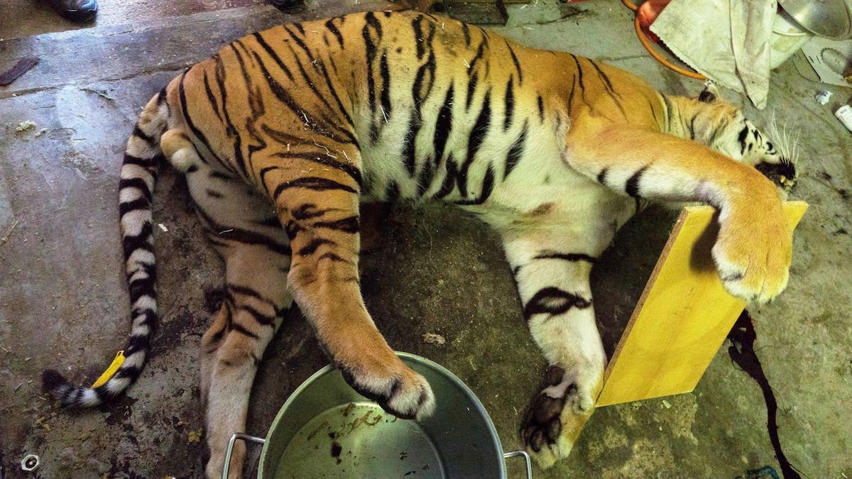Nalezený usmrcený tygr
