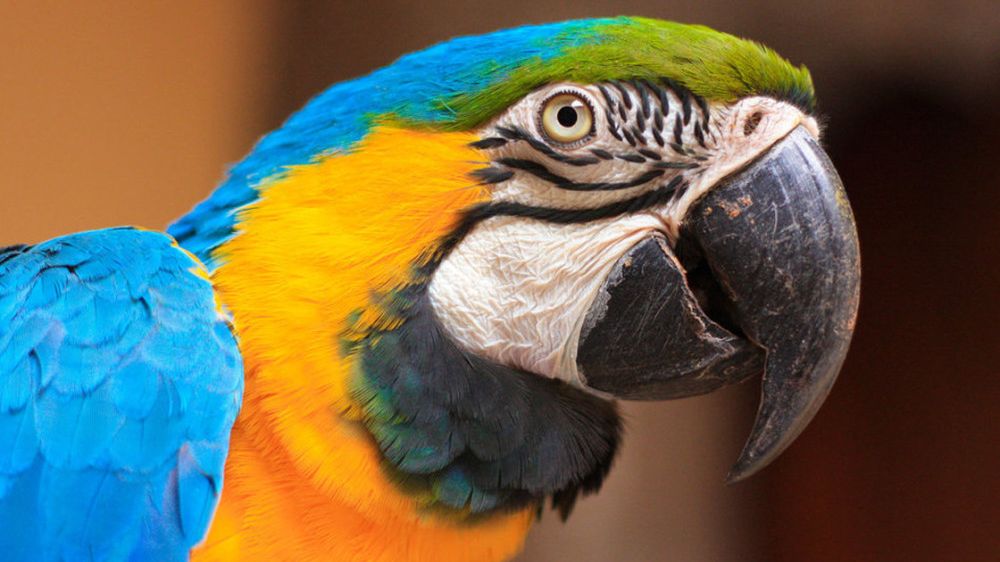 Neznámý muž krmil sušenkami v táborské zoo papoušky ara ararauna. Jen díky včasnému zásahu ošetřovatelky nezemřeli.