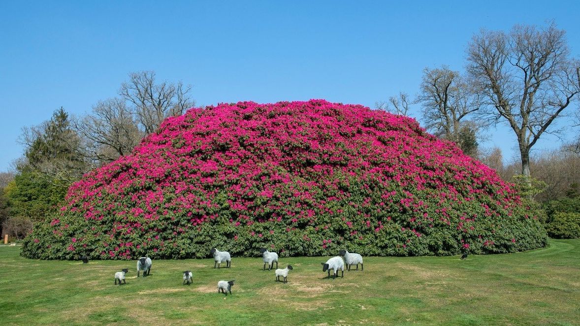 V Západním Sussexu rozkvetl největší britský rododendron. Má na délku přes 12 metrů a na výšku přes devět.