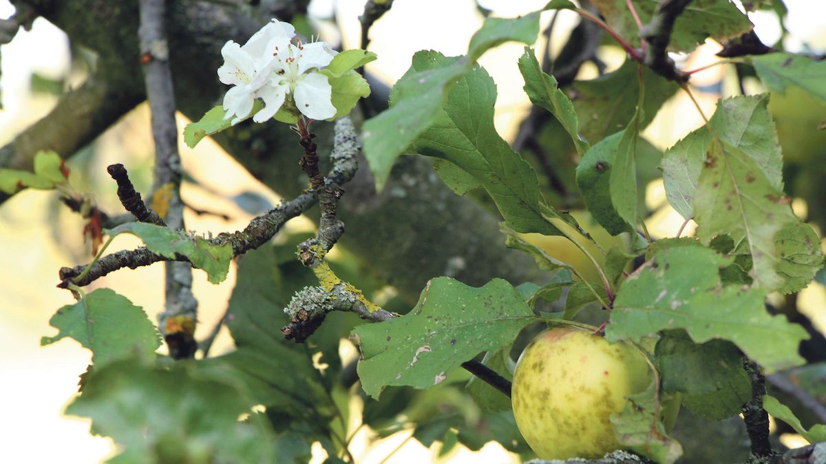 Kvetoucí strom a zralá jablka. Letošní podzim nabízí nezvyklé hrátky přírody.
