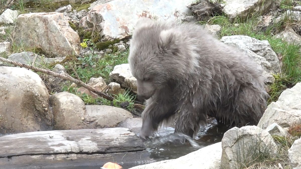 Hned první den ve venkovním výběhu vyzkoušelo mládě medvěda plavého koupel v bazénku. 