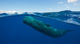 Velryby a delfíni v řeckých vodách hynou kvůli spolykaným plastům