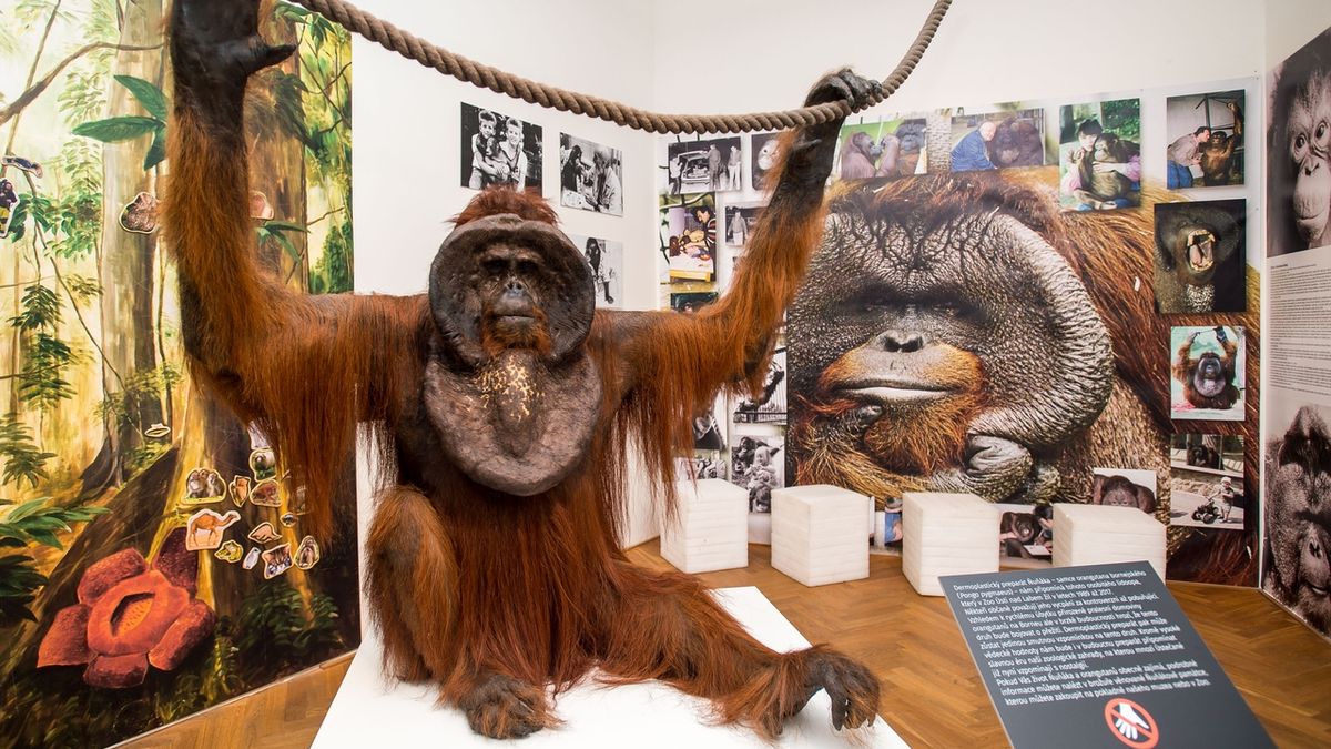 Orangutan Ňuňák je nyní k vidění v ústeckém muzeu.