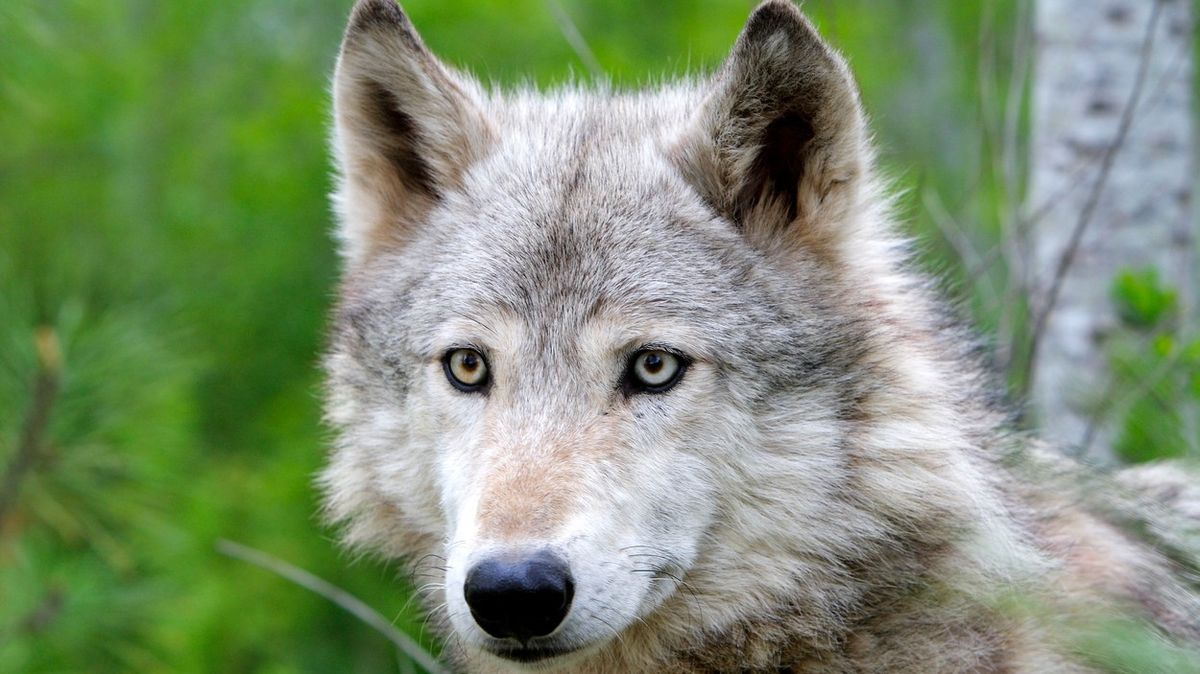 Vlk obecný (Canis lupus).