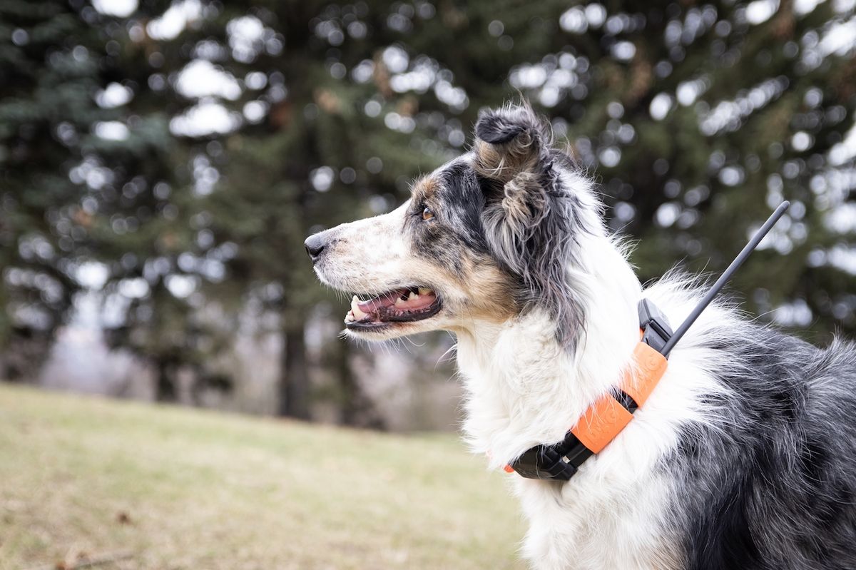 Jednou z možností, jak si zachovat neustálý přehled o pohybu psa je obojek se zabudovanou GPS jednotkou.