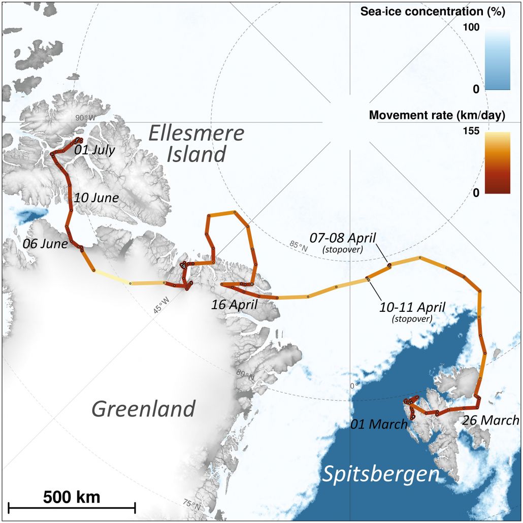 Trasa cesty, kterou polární liška urazila během 76 dní.