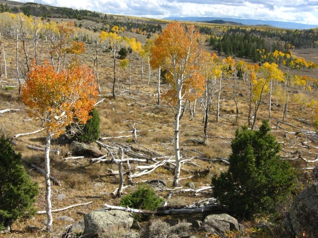 Les topolů osikovitých v Utahu