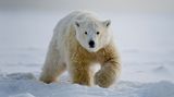 Na Nové zemi vyhlásili stav nouze kvůli invazi ledních medvědů
