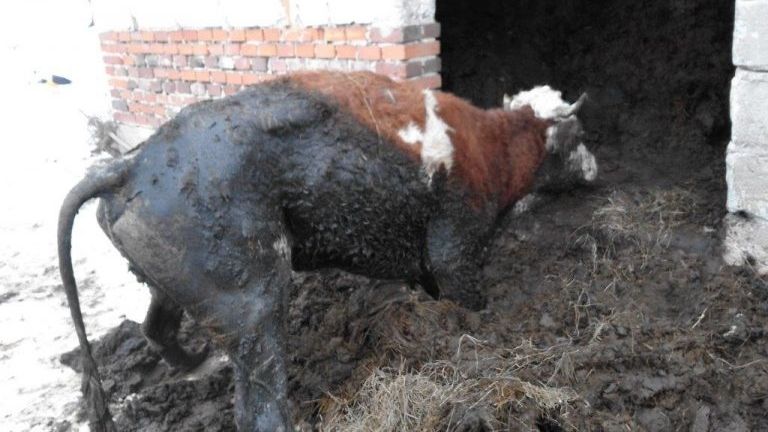 Policie obvinila zemědělce ze Rtyně v Podkrkonoší z týrání zvířat