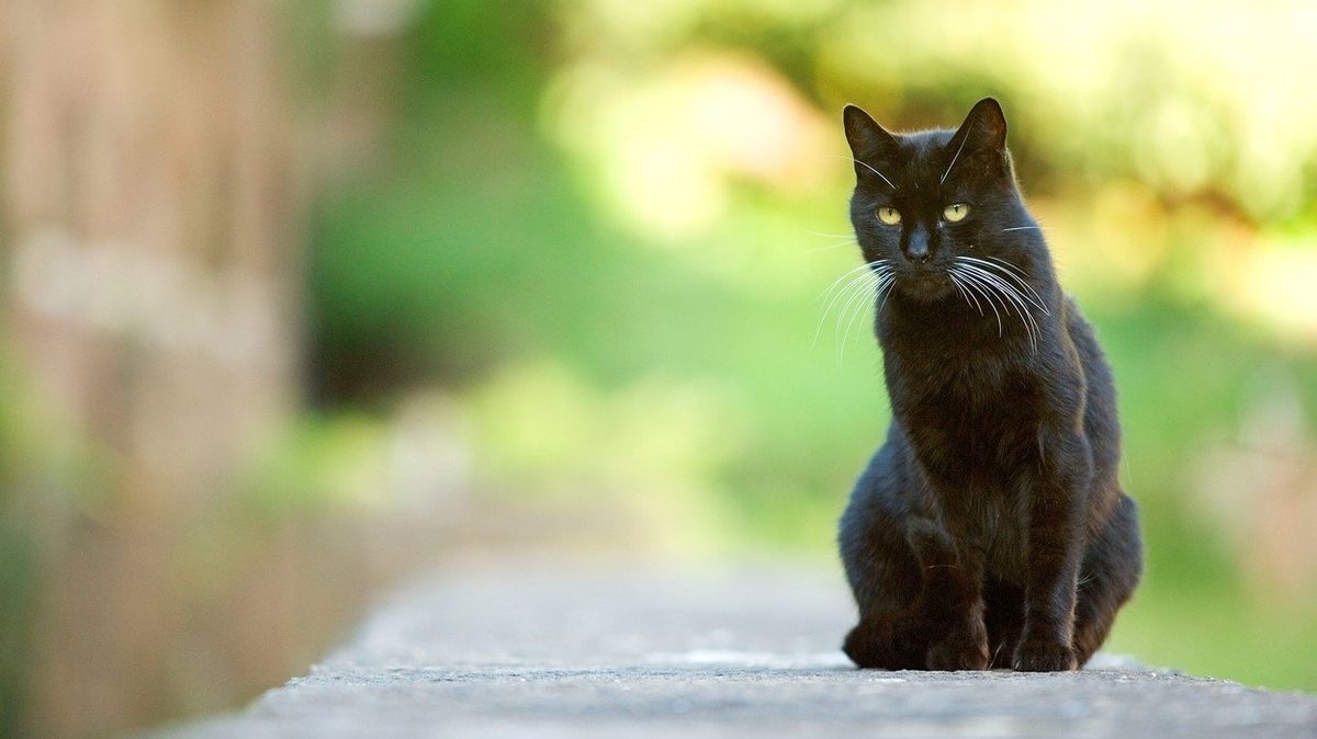 Černá kočka podle mnohých pověr nosí smůlu.