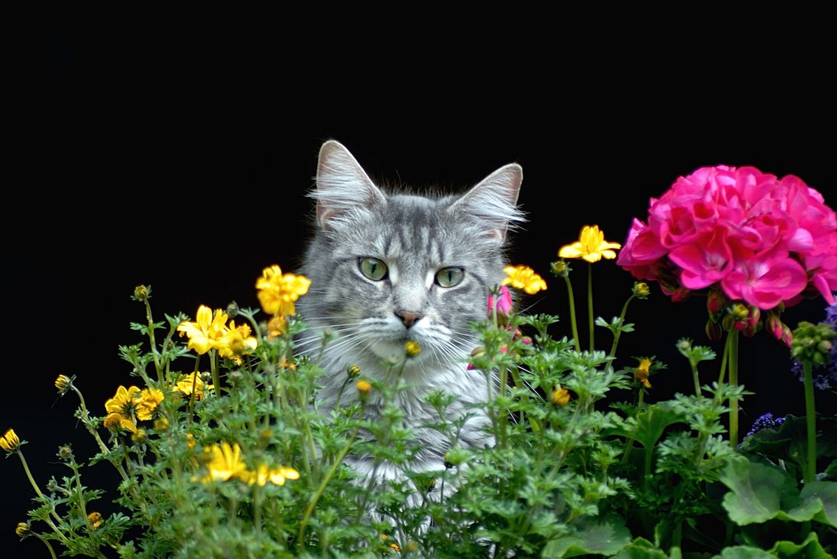 Majitelé koček, které žijí jen na zahradě nemívají se svými mazlíčky obvykle příliš problémů.