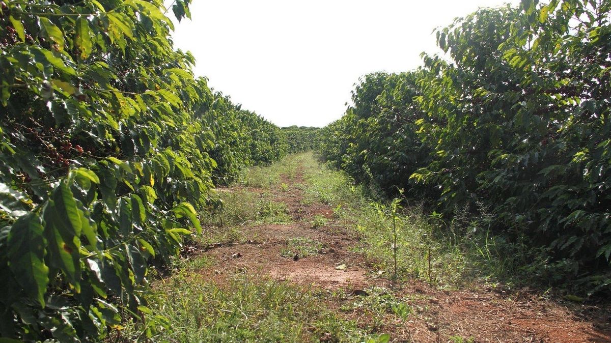 Kávové plantáže v Brazílii