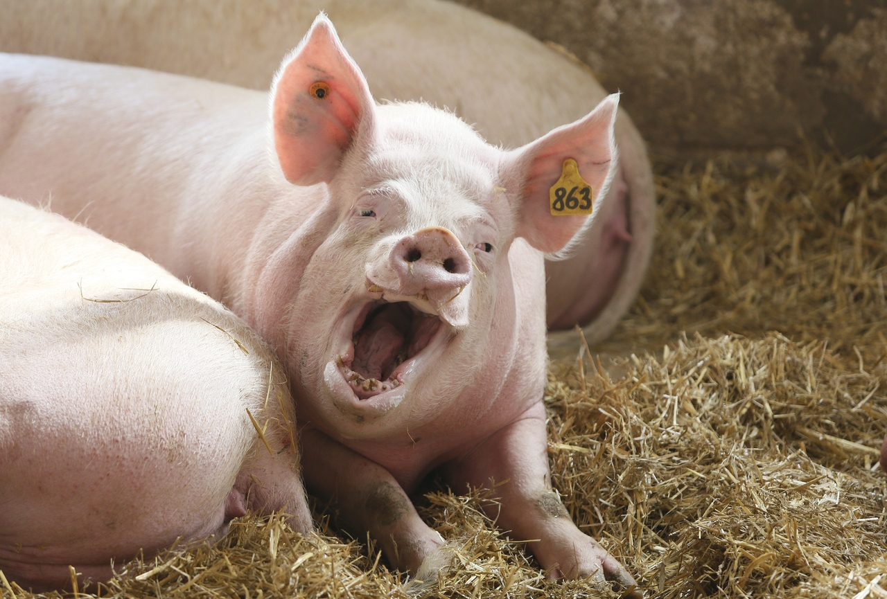 Người Czech ăn nhiều thịt heo và gà hơn. Nhập khẩu thịt cao hơn xuất khẩu 37 tỷ