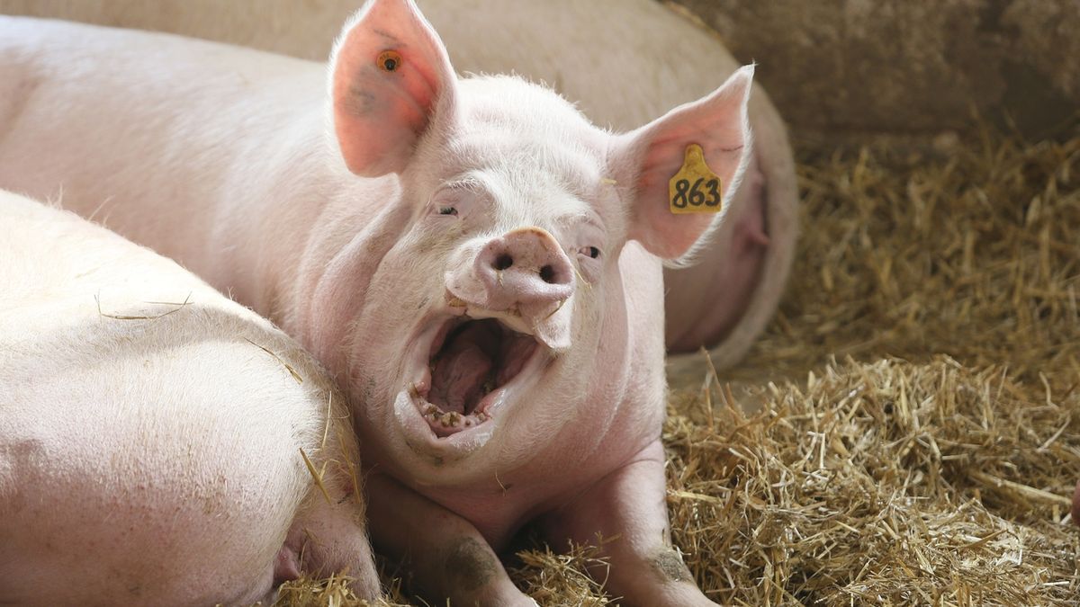 Češi jedí víc vepřového a kuřecího. Dovoz masa je o 37 miliard vyšší než vývoz