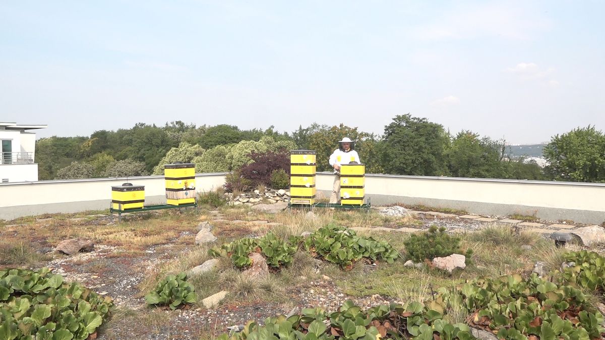 Státní veterinární správa v současné době eviduje v Praze přes 750 včelařů. 