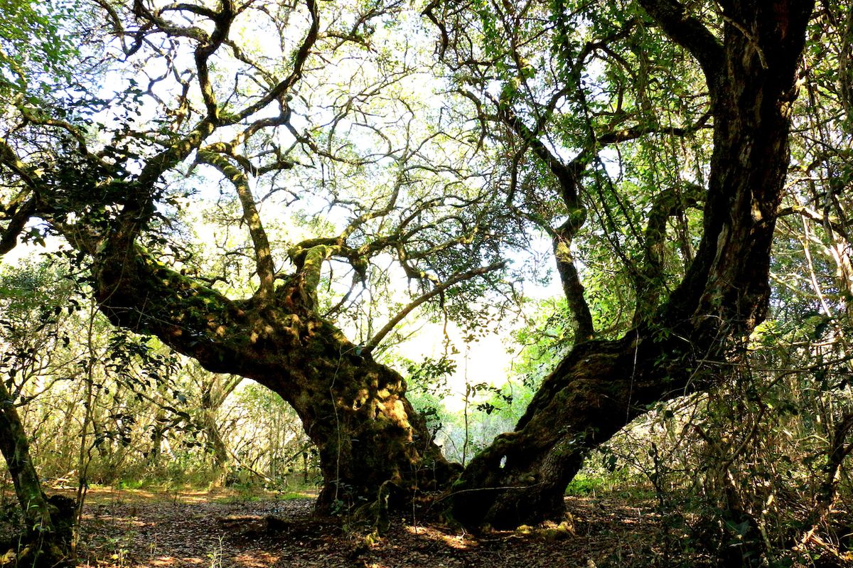 Neobyčejně silné a stabilní energetické pole v Platbos způsobují staleté, tisícileté stromy.
