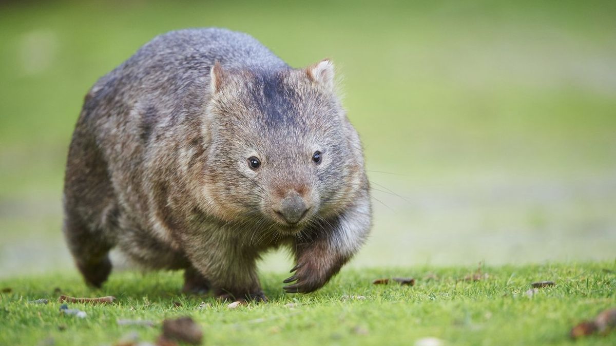Vombati patří vedle koal či klokanů k dalším endemickým druhům australské zvířecí říše. 