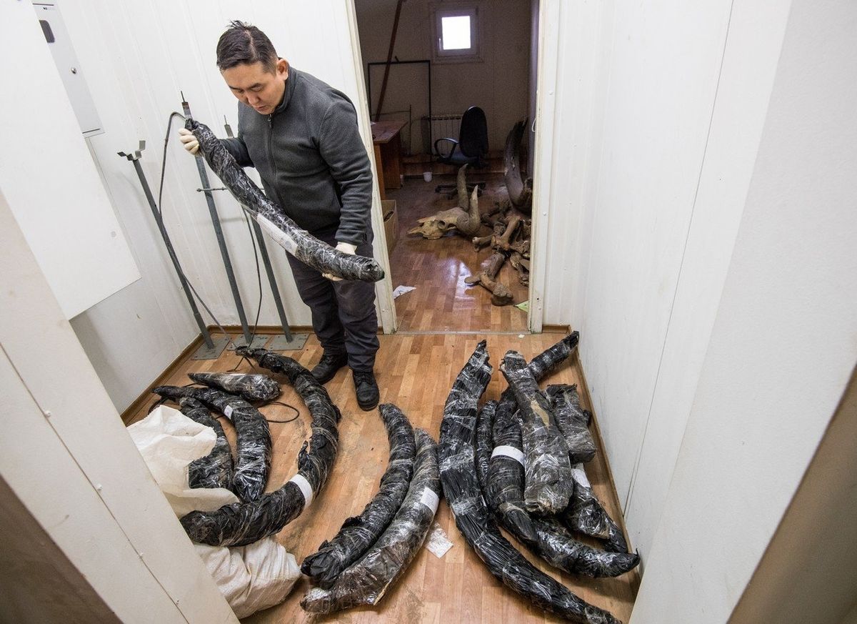 Paleontolog Valerij Plotnikov se zabavenými mamutími kly.
