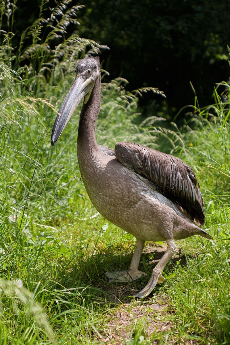 Pražská zoo věnovala pelikány královně poprvé v roce 1995. 