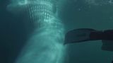 Potápěče málem spolkla velryba