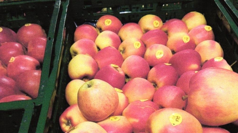 Dodavatelem jablek do Česka byla společnost Bakker.