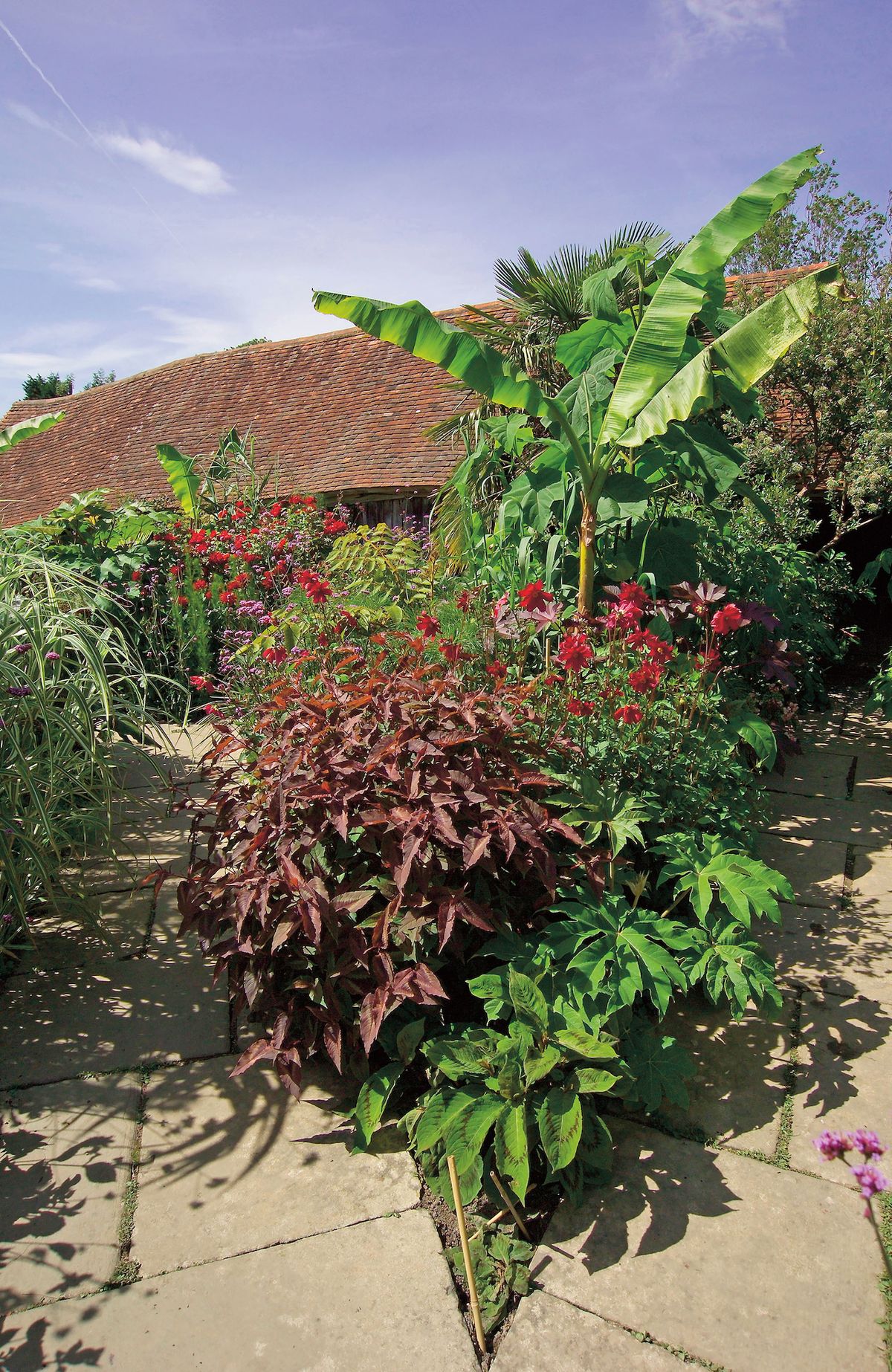K exotice na dvorku přispěla nádoba s banánovníkem i bujný trs purpurového rdesna (Persicaria microcephala) Red Dragon.