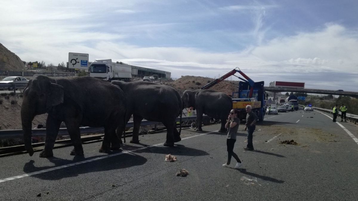Tři ze slonů, kteří se dostali z havarovaného kamiónu na španělskou dálnici.
