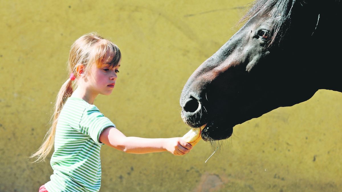 Víkendy s dětmi lze trávit také třeba u koní. Ratolesti se učí nejen jezdit, ale o koně se i starat.