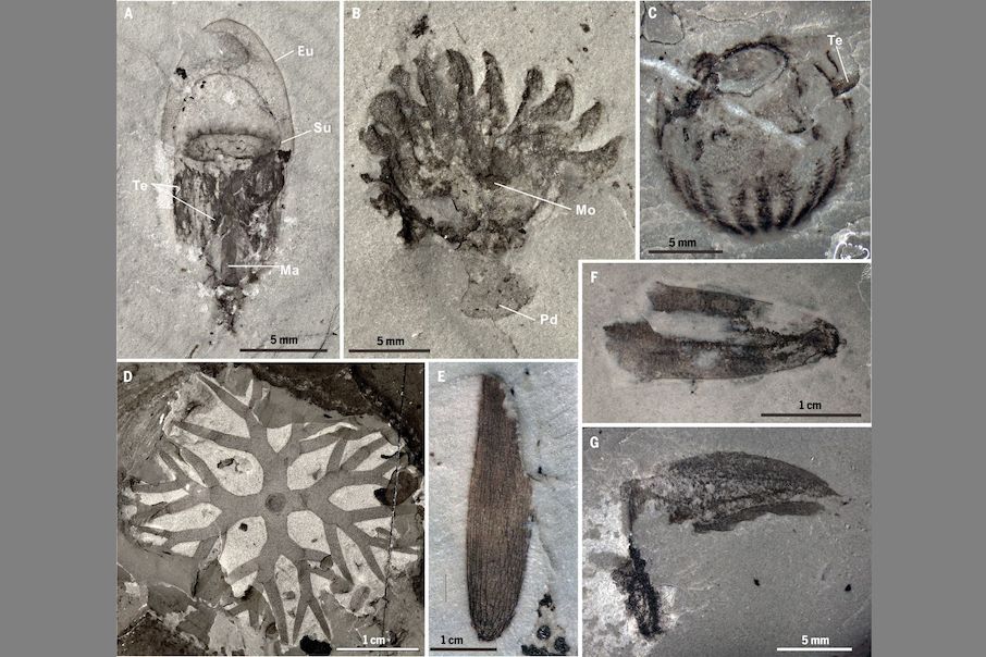 Půl miliardy let staré čínské zkameněliny jsou neuvěřitelně zachovalé, navíc jde často o dosud neznámé živočichy.
