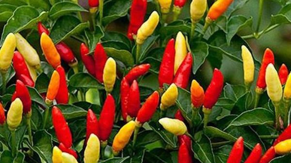 Chilli papričky zvyšují funkci metabolismu a stimulují tělo ke spalování tuků. 