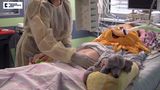 Lékaři u těhotné ženy s mozkovou smrtí simulovali i chůzi, dítě kojí jeho teta