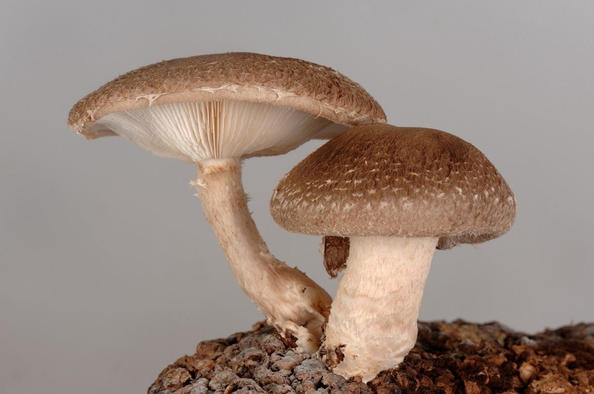 Shiitake se říká houba dlouhověkosti či elixír života, takže nepřekvapí, že je po žampionech druhou nejpěstovanější houbou na světě.
