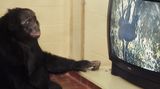 Společné sledování videa lidoopy sbližuje