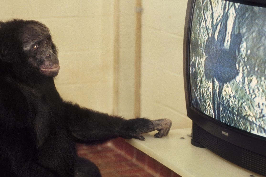 Bonobo sleduje televizi. Ilustrační foto