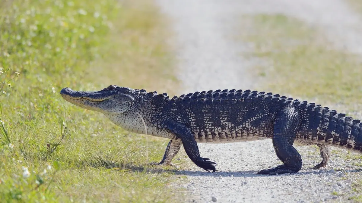 Aligator Prekvapil Obyvatele Chicaga Objevili Ho V Parku Novinky Cz