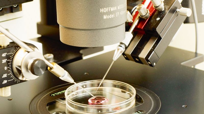Pod tímto mikroskopem se v centru asistované reprodukce spermie nejenom pracně hledají, ale také vkládají do vajíček.