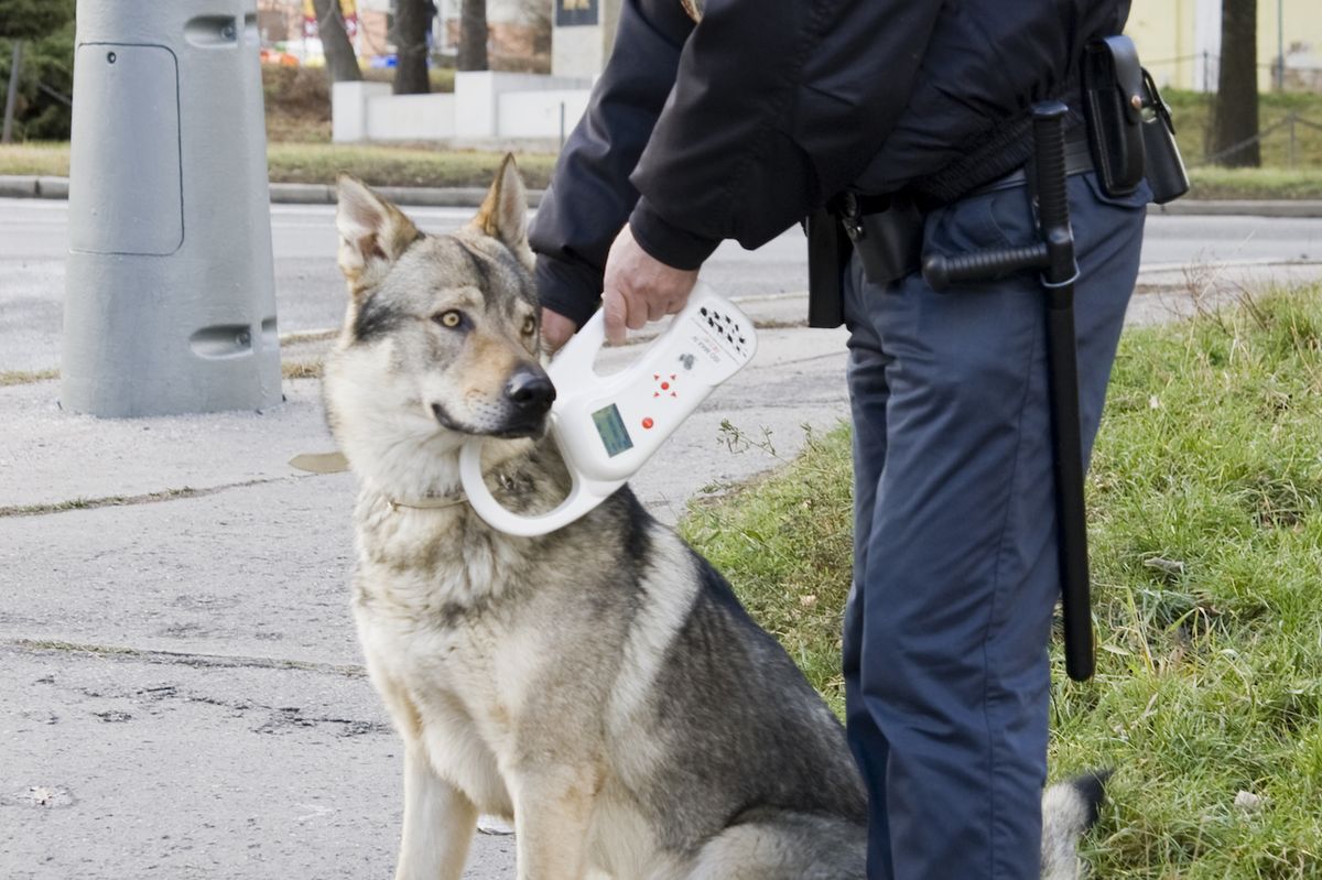 Identifikovat zvíře podle čipu může například městská policie.